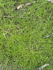 Callitriche heterophylla