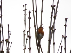 Erithacus rubecula