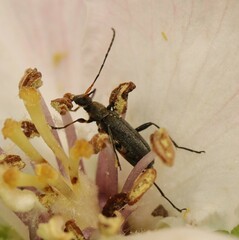 Grammoptera ruficornis