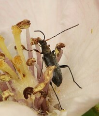 Grammoptera ruficornis