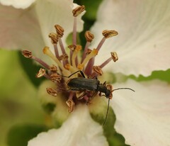 Grammoptera ruficornis