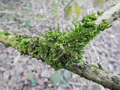 Cryphaea heteromalla