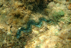 Tridacna maxima