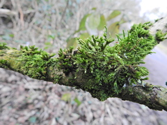 Cryphaea heteromalla