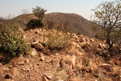 Phymaspermum athanasioides