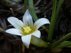 Romulea columnae