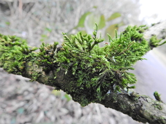 Cryphaea heteromalla