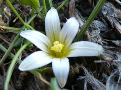 Romulea columnae
