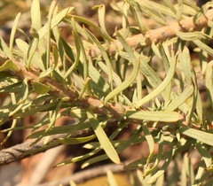 Phymaspermum athanasioides