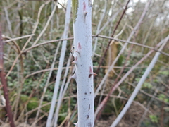 Rubus cockburnianus