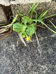 Calyptocarpus vialis