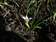 Romulea columnae