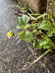 Calyptocarpus vialis