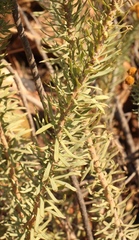 Phymaspermum athanasioides