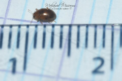 Rhyzobius chrysomeloides