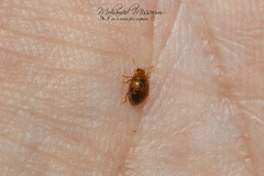 Rhyzobius chrysomeloides