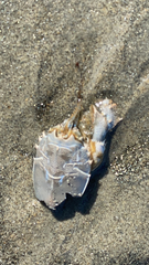 Blepharipoda occidentalis