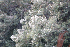 Corymbia ficifolia