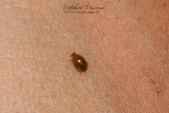 Rhyzobius chrysomeloides