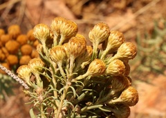 Phymaspermum athanasioides