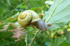 Cepaea hortensis