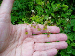 Thalictrum occidentale