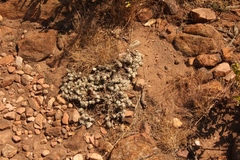 Helichrysum cerastioides
