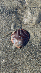 Argopecten ventricosus
