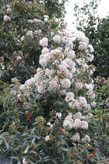 Corymbia ficifolia