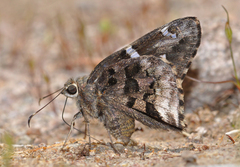 Codatractus arizonensis