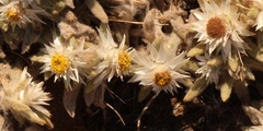 Helichrysum cerastioides