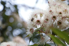 Corymbia ficifolia
