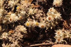 Helichrysum cerastioides