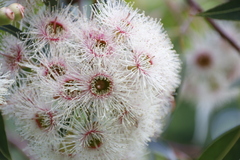Corymbia ficifolia