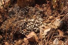 Helichrysum cerastioides