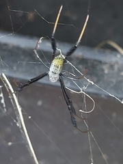 Trichonephila fenestrata
