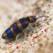 Entomobryoidea - Photo (c) Thomas Shahan, μερικά δικαιώματα διατηρούνται (CC BY-NC), uploaded by Thomas Shahan