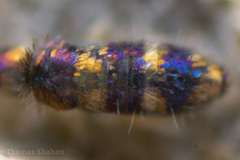 Lepidocyrtus fimicolus