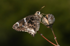 Codatractus arizonensis