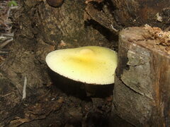 Volvariella bombycina flaviceps