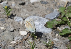 Polyommatus dorylas
