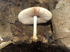 Volvariella bombycina flaviceps