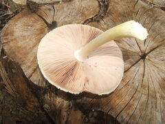 Volvariella bombycina flaviceps