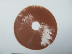 Volvariella bombycina flaviceps