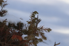 Juniperus communis depressa