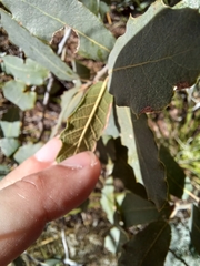 Quercus arizonica
