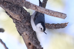Sitta carolinensis nelsoni
