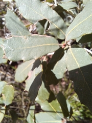 Quercus arizonica