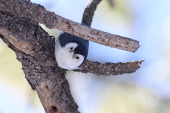 Sitta carolinensis nelsoni