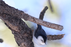 Sitta carolinensis nelsoni
